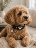 Black Paw AirTag Pet Collar