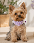 Blush Bloom Floral Pet Collar with Bell