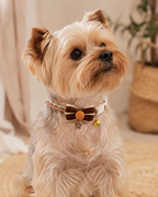 Brown Bow Pet Collar