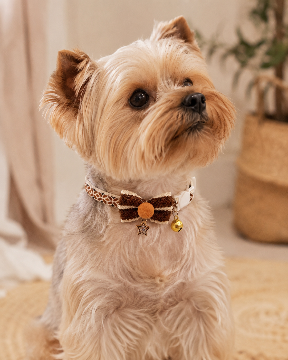 Brown Bow Pet Collar